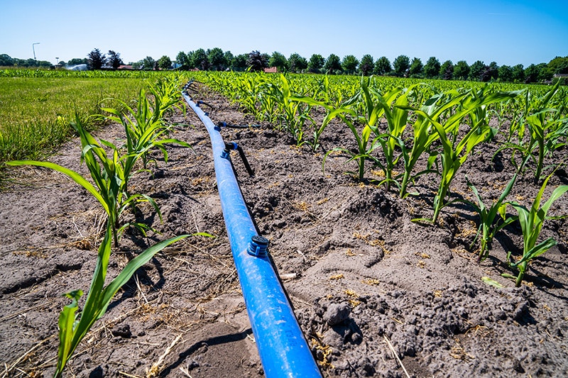Druppelirrigatie mais: alleen irrigatieslang per twee rijen kan financieel uit in 2020